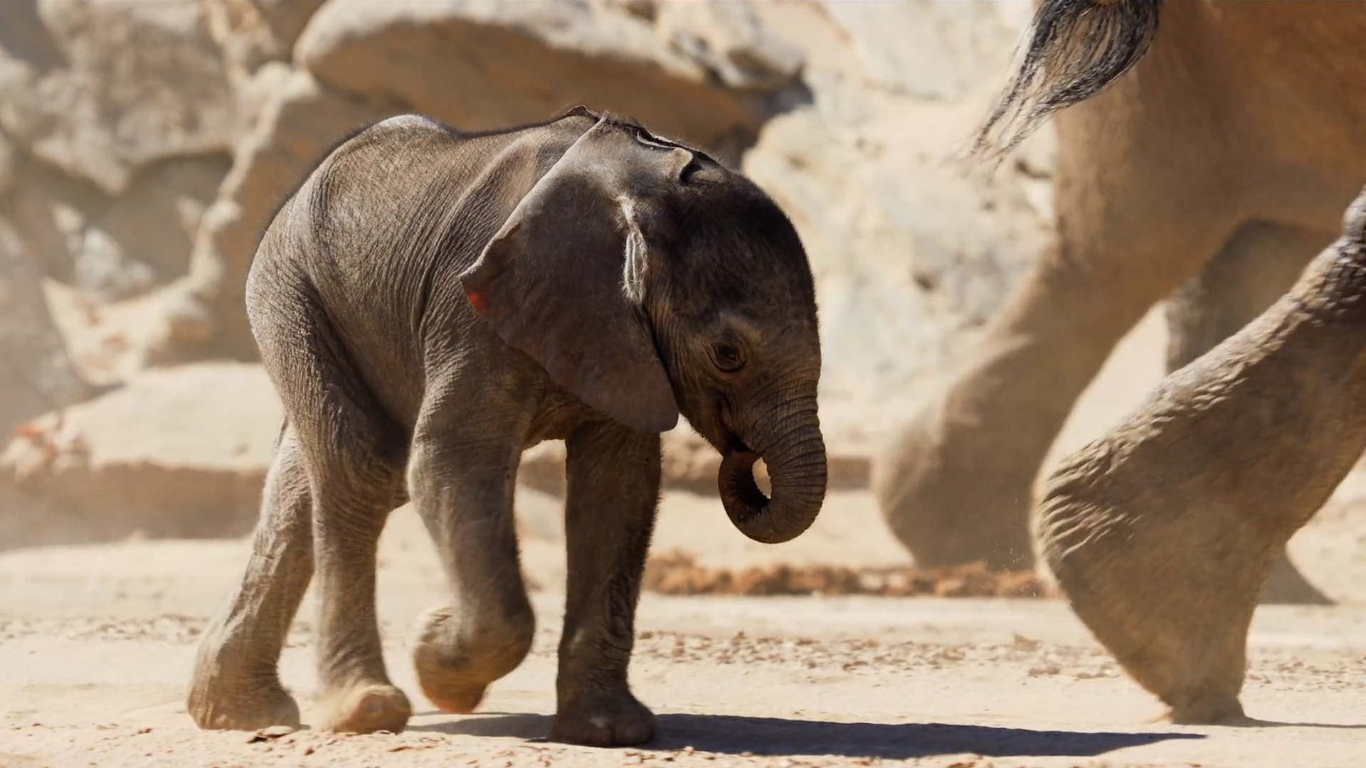 Desert Elephants 