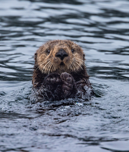 Sea Otters: A Wild Family Adventure