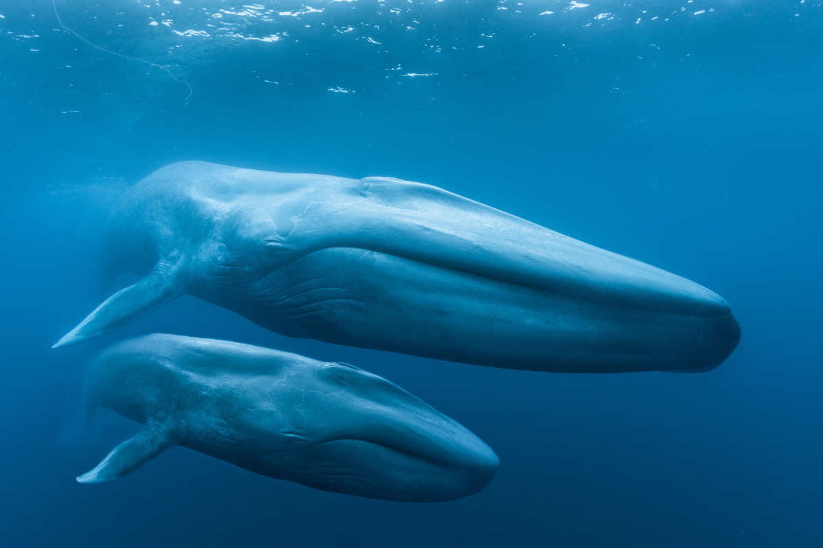 Blue Whales: Return of the Giants