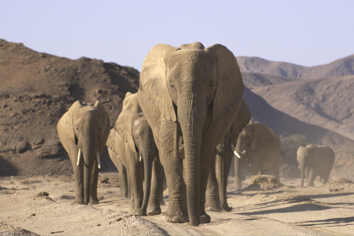 Desert Elephants 