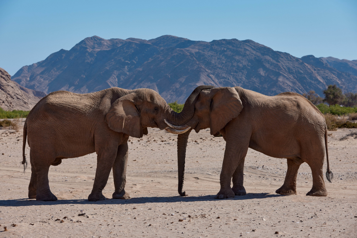 Desert Elephants 