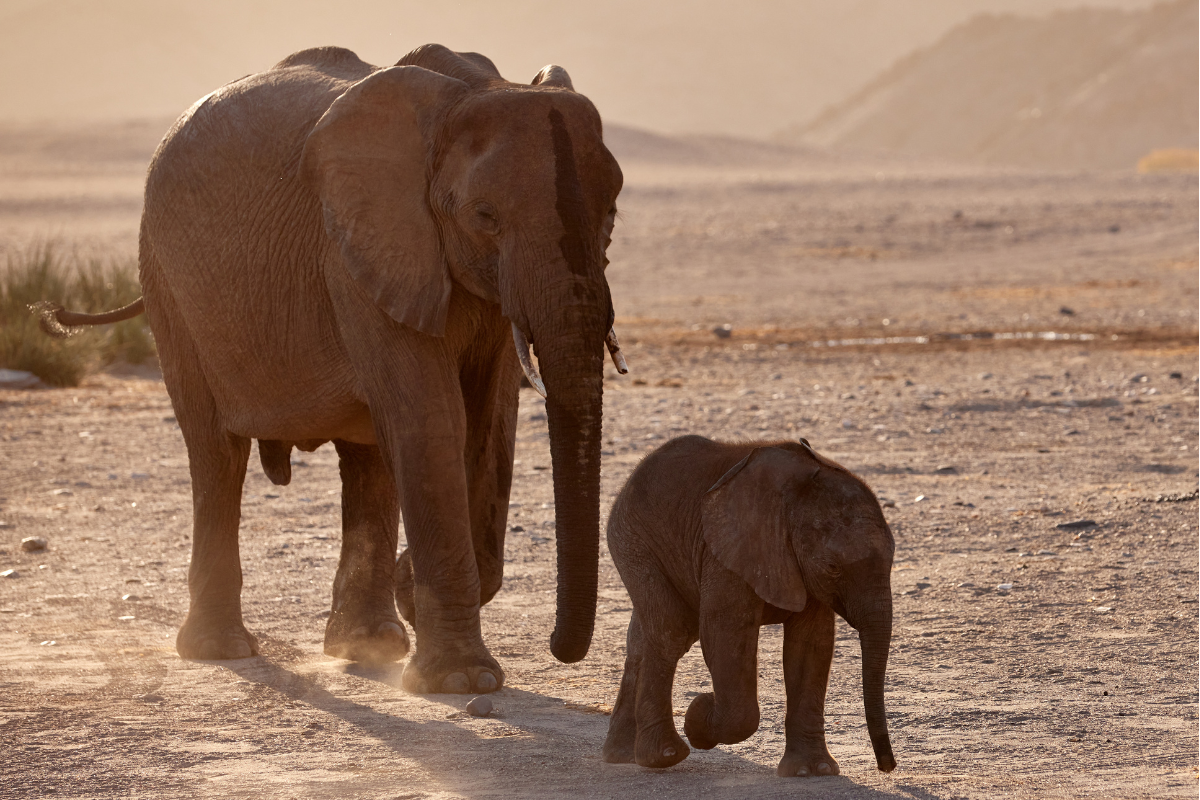 Desert Elephants 