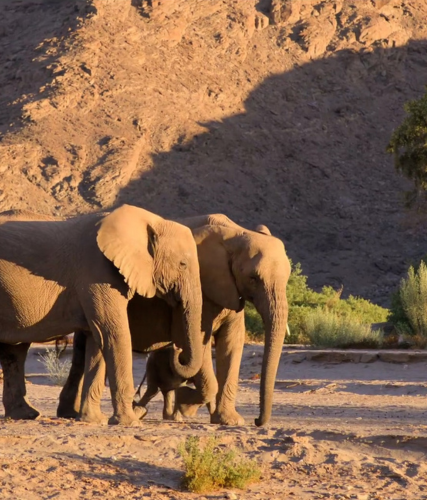 Desert Elephants 