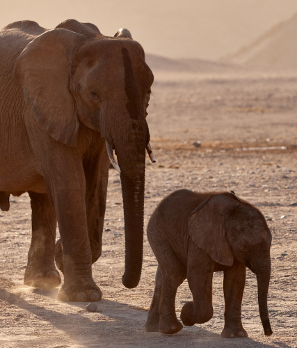 Desert Elephants 