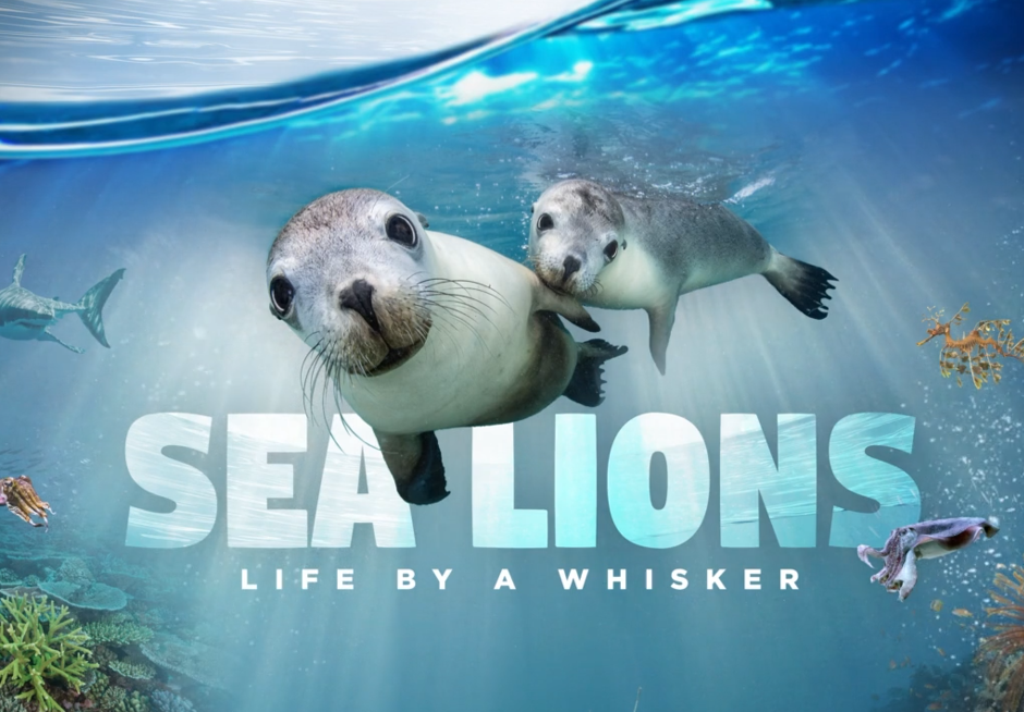 ‘Sea Lions – Life by a Whisker’ takes you underwater Down Under on the giant screen starting October 22