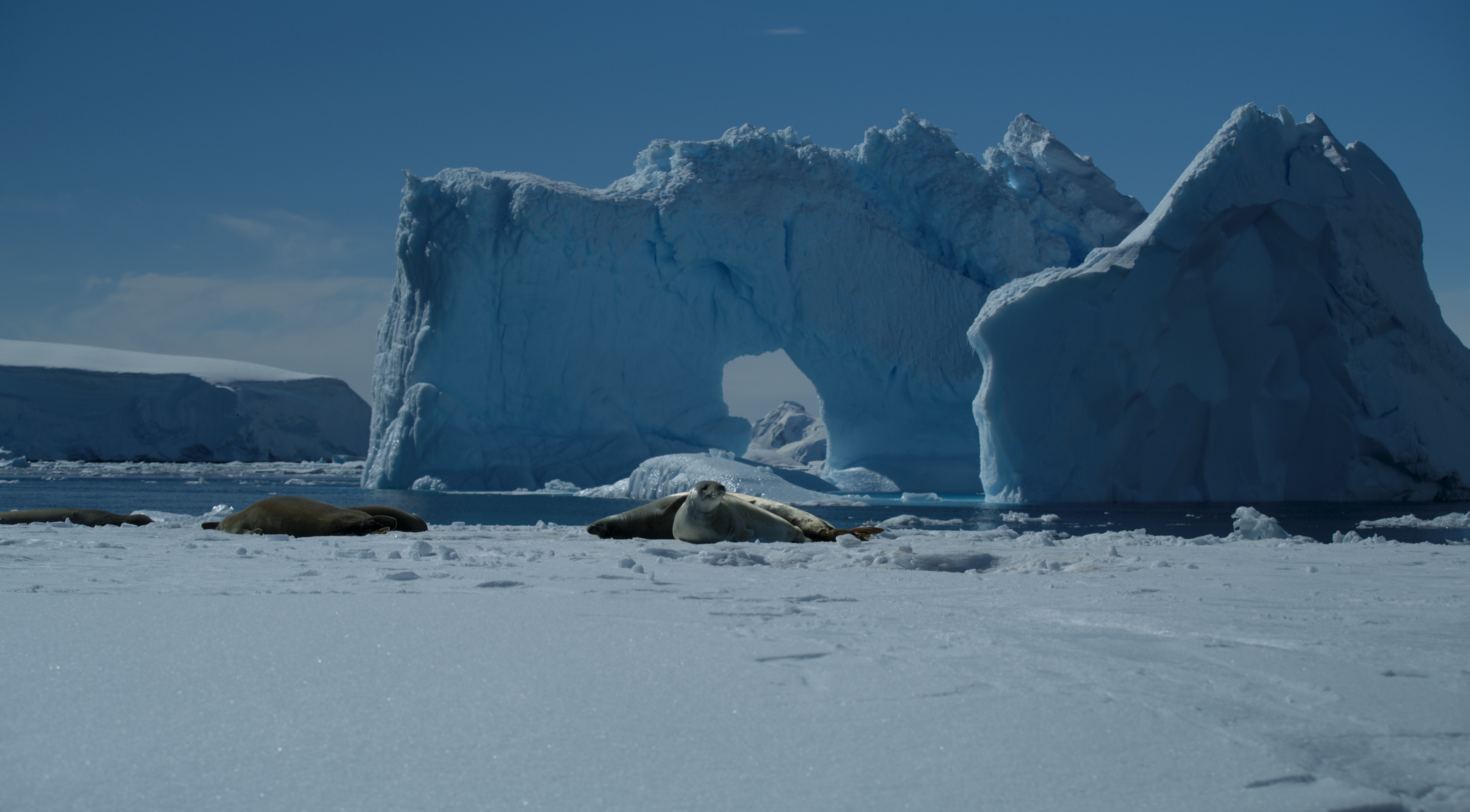 New DOME movie takes viewers on a journey through the ‘Animal Kingdom’ at the Science Center starting June 1