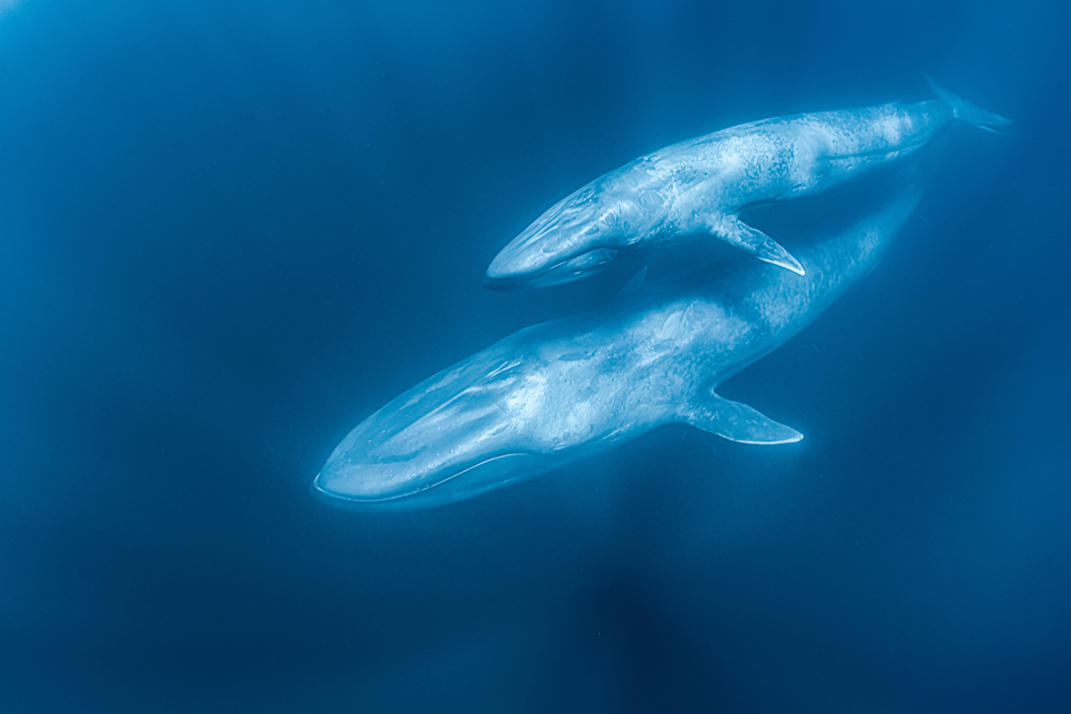 Journey beneath the ocean waves when  Blue Whales: Return of the Giants opens March 1 at the Science Center